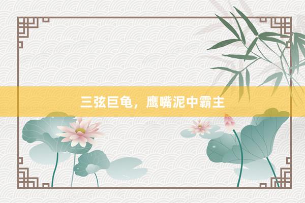 三弦巨龟，鹰嘴泥中霸主